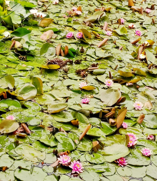 大美永定·永定河成為動植物新樂園