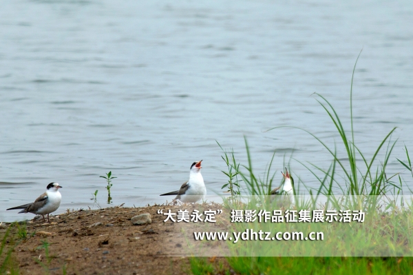 【大美永定】生態(tài)修復再現(xiàn)鳥類樂園