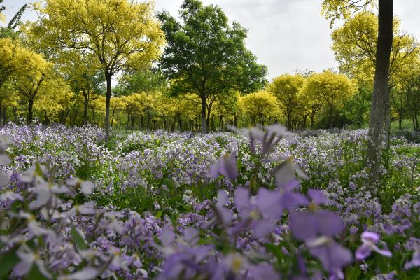 天津市東麗郊野公園PPP項(xiàng)目順利通過(guò)2022年上半年運(yùn)維績(jī)效考核